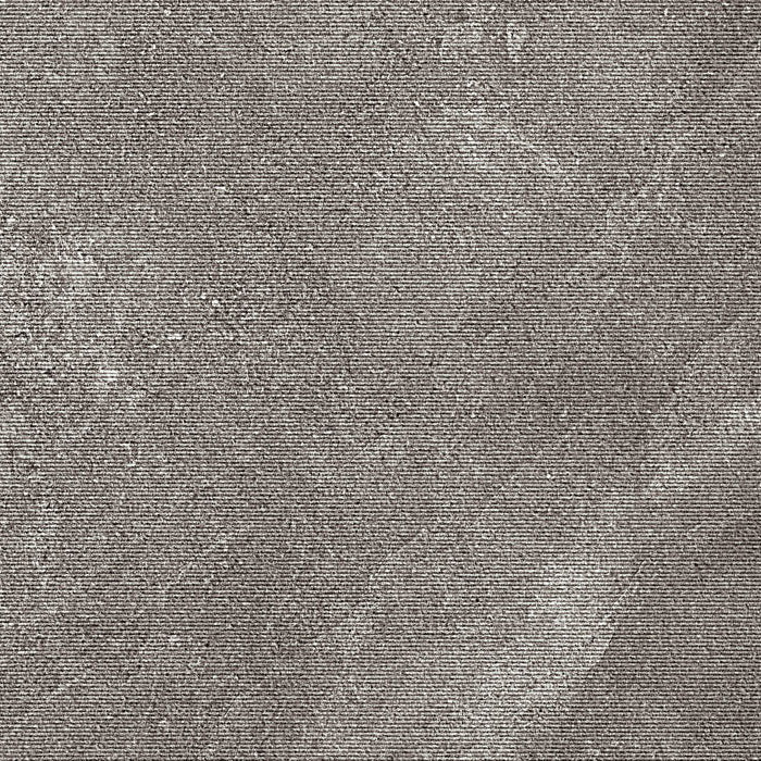 Leccese cesellata fossile